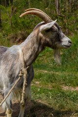 Grey goat portrait on grass background. Horned goat grazing on a green meadow, rural scene