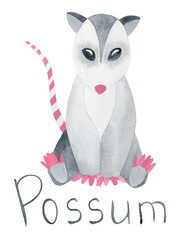 Possum and hand drawn watercolor lettering "possum". Watercolor illustration, isolated on white background. For postcard design, web design.