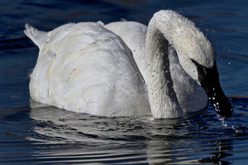 Obraz premium Water spray and drops surround feeding trumpeter swan in Wyoming