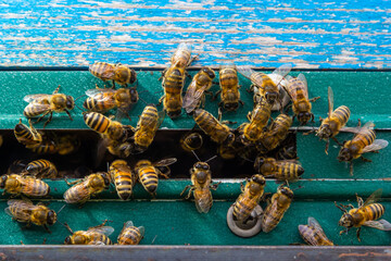 swarm of honey bees flying around beehive. Bees returning from collecting honey fly back to the...