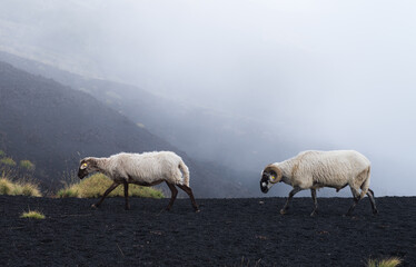 Montone bianco e pecora bianca lungo i pendii dell'Etna