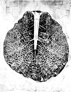 Black and white mixed media print of cabbage leaf.