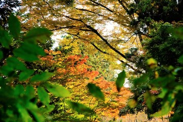 京都世界文化遺産の1つ「上賀茂神社（かみがもじんじゃ）」，絶景，秋，紅葉，名庭・文化財，京都，お寺, 風景, 旅行, 建築, 自然, 木,	