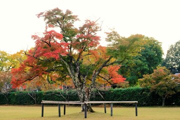 京都世界文化遺産の1つ「上賀茂神社（かみがもじんじゃ）」，絶景，秋，紅葉，名庭・文化財，京都，お寺, 風景, 旅行, 建築, 自然, 木,	