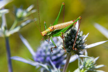 green grasshopper with black, green and white stripes on his back, sitting on a blue thistle amethyst eryngo flower - Eryngium amethystinum. close up with details. horizontal