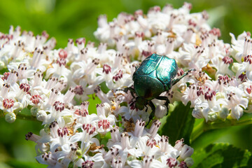 Green rose chafer Cetonia aurata on danewort Sambucus ebulus flowers. Image with local focusing