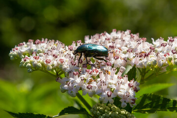 Green rose chafer Cetonia aurata on danewort Sambucus ebulus flowers. Image with local focusing