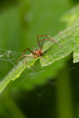 Natural Linyphia Triangularis Spider, summer sunny day natural environment. Macro Photo