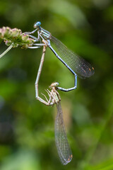 Close-up of two Feather Dragonflies Platycnemis pennipes mating, forming a heart with their bodies, on green grass