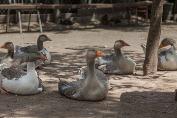 PATO GRIS EN CAMPO