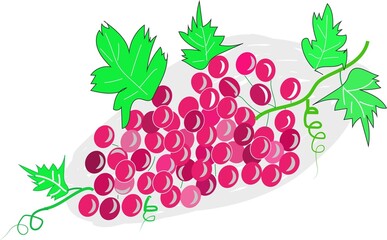 grapes with leaves in illustration