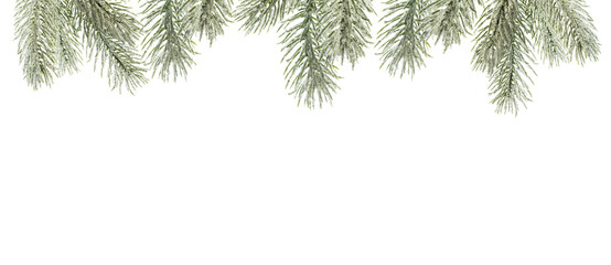 Christmas fir tree twig border isolated on white background