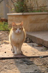 cute cat looking straight at the camera