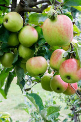 Äpfel an einem Bio Apfelbaum zur Ernte im Herbst