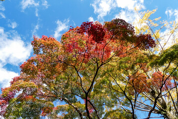 青空に美しく映える秋の紅葉
