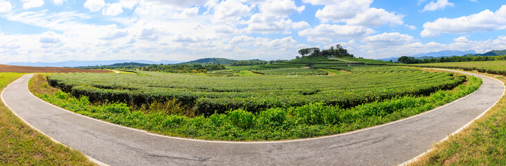 Fototapeta na wymiar panorama green tea plantation and curve road in front with blue sky background,