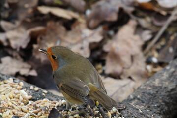 A Robin redbreast bird in the forest. This photo was taken in the autumn time although this bird is most common at Christmas and on holiday cards. Photo taken at Preston, England.