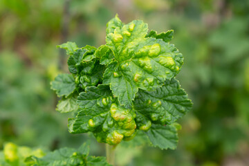 Gallic aphid on the leaves of red currant. The pest damages the currant leaves, red bumps on the leaves of the bush from the parasite disease