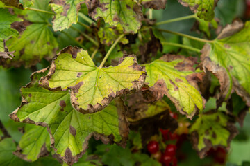 Gallic aphid on the leaves of red currant. The pest damages the currant leaves, red bumps on the...