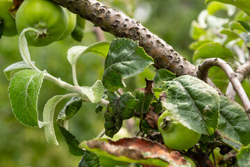 Rosy leaf-curling apple aphids, Dysaphis devecta, apple tree pest. Detail of affected leaf