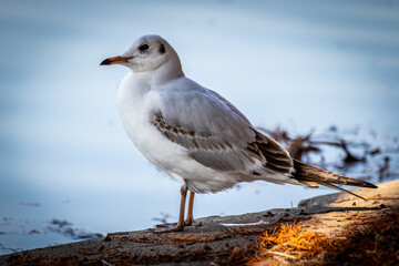 seagull on the beach