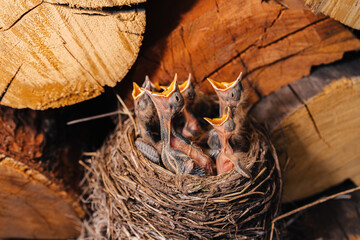 Thrush nest. Bird's nest in the woodshed. Newborn chicks blackbird. Hungry chicks look up and open their beaks and cry. © Svyatoslav Balan