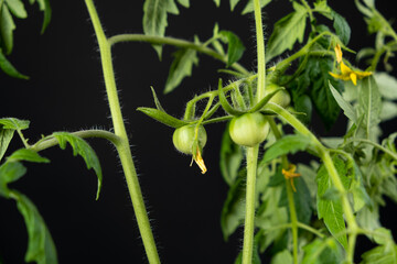 Growing tomatoes from seeds, step by step. Step 12 - lots of green tomatoes on branches on a black background