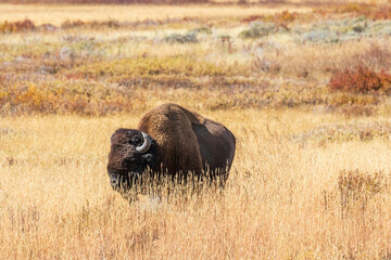 Obraz premium American bison in the grass at Yellowstone national park. USA.