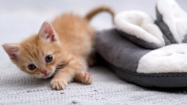 4k Little red ginger playful striped kitten playing and falling asleep at home slippers in form of fluffy hare, Kitty turns and looks at camera, Healthy adorable domestic pets and cats