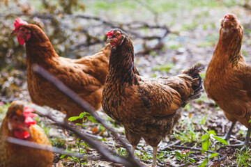 Group of brown hen chickens 