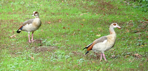Ein Nilgans Paar auf der Wiese