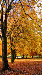 Beautiful walk at Trout Lake park along trees with changing foliage leaf colours on a autumn morning