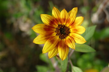 Eiine kleine Sonnenblume im Garten