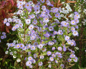 Ein Busch aus Astern im Garten