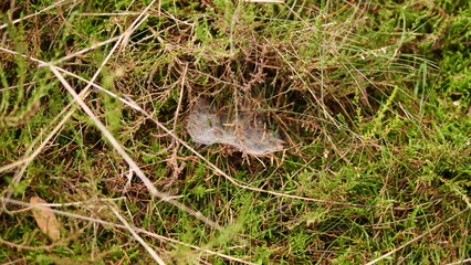 Spinnwebe im Wald