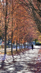 Phenomenal morning strolling along row of maple trees with beautiful foliage colours in white snow on ground 
