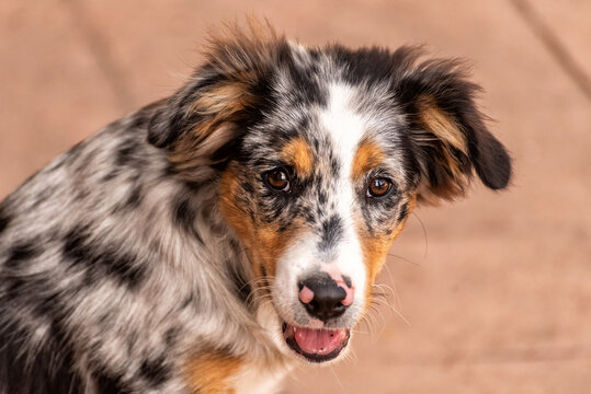 Retrato de un lindo cachorro de pastor australiano mirando a la cámara
