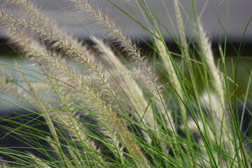 Pampass Grass (Also called Alang-alang, bunga kemoceng) in the garden