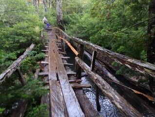 wooden bridge in the forest in a rainy day