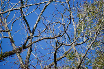 Naklejka premium Bare tree branches in the winter
