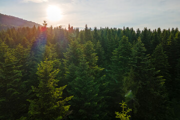 Aerial view of green pine forest with dark spruce trees. Nothern woodland scenery from above