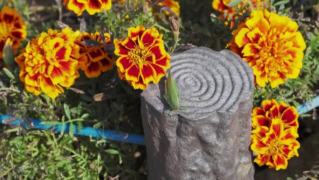 バッタとマリーゴールドの花