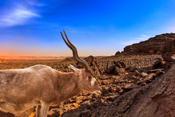 Close up view of an antelope in rock and scree desert without vegetation, composite
