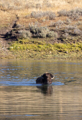 Bison Crossing the Yellowstone River in Autumn