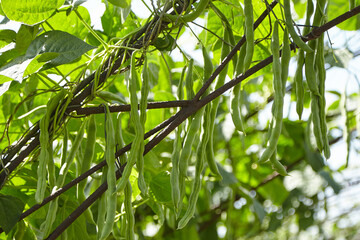 Green bean pods. Bean plant