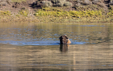 Bison Crossing the Yellowstone River in Autumn