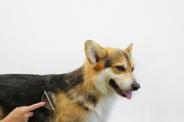 Hands of woman groomer makes a breed haircut of corgi with comb after washing fur in grooming salon. Use tool for combing wool. Professional animal pet care concept. Close-up with copy space for text