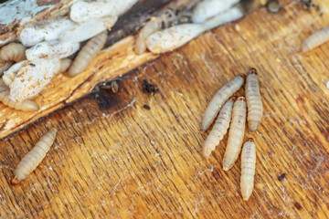 Fully-grown larvae form cocoons in comb debris, attached to frame or hive body. Larvae chew...