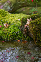 京都 南禅寺・天授庵の庭園に設置された陶器製のカエル