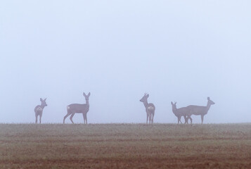 roe deer in fog